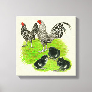 Old English Barred Bantam Family Leinwanddruck