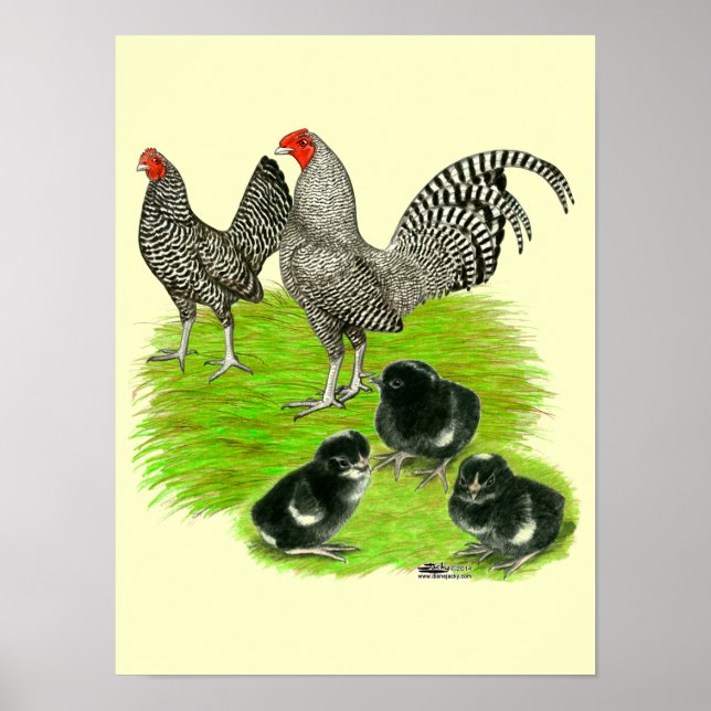 Old English Barred Bantam Family Poster (Vorne)