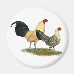 Old English Cream Buttercups Magnet