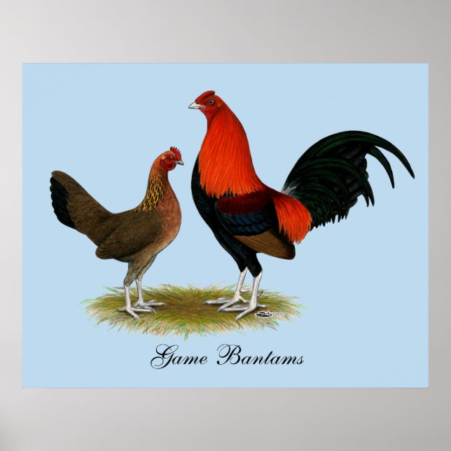Old English Game Bantams: BB Red Pair Poster (Vorne)