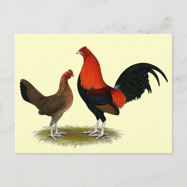 Old English Game Bantams:  BB Red Pair Postkarte (Vorderseite)