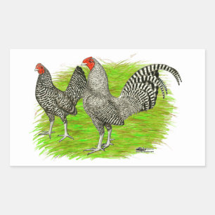 Old English Game Barred Chickens Rechteckiger Aufkleber