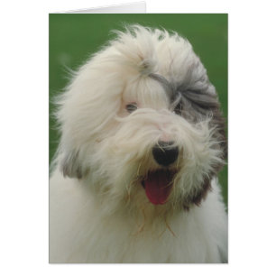 Old English Sheepdog