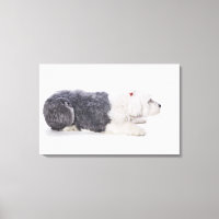 Old English Sheepdog auf weißem Hintergrund