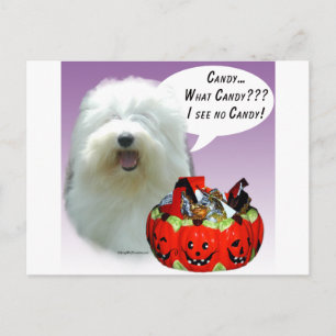 Old English Sheepdog Halloween Candy Postkarte