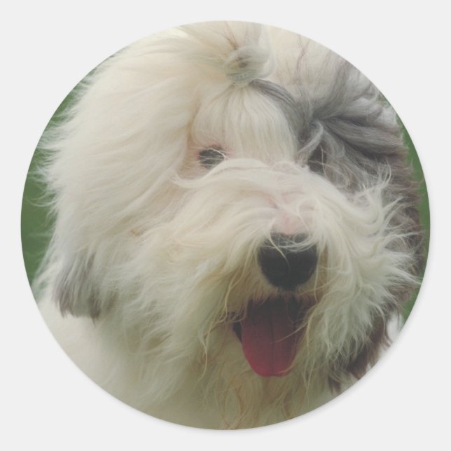 Old English Sheepdog Runder Aufkleber (Vorderseite)