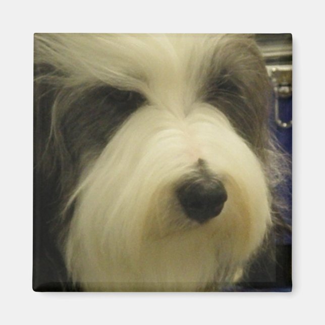 Old English Sheepdog Square Magnet (Vorne)