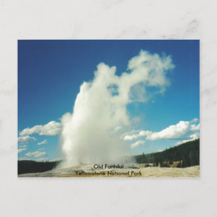 Old Faithies @ Yellowstone Nationalpark Postkarte