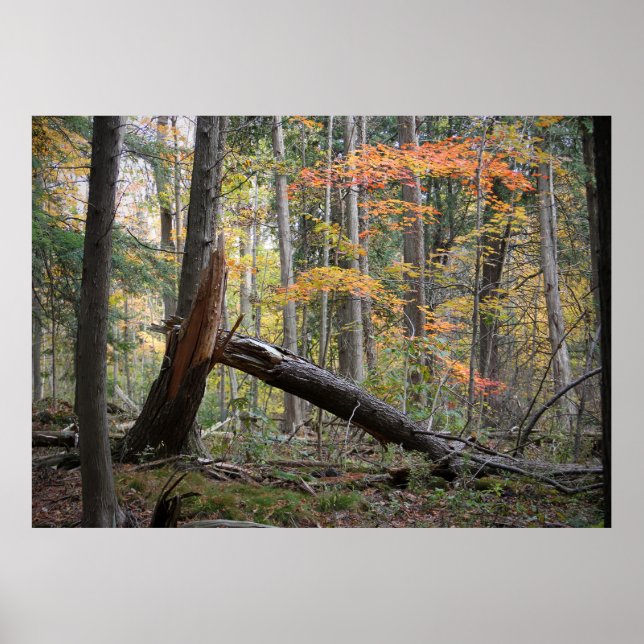 Old fallen tree in the deep forest in autumn faux  poster (Vorne)