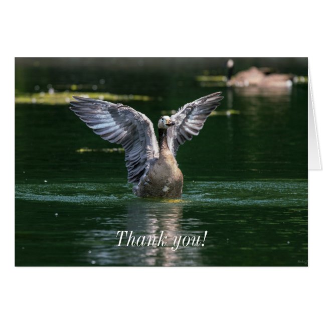 Old Goose Wing Action Dankeschön Card (Vorderseite (Horizontal))