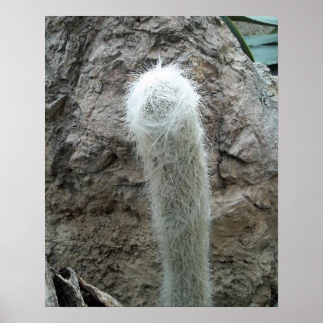 Old Man Cactus Foto Mexico Südwest Cacti Poster (Vorne)