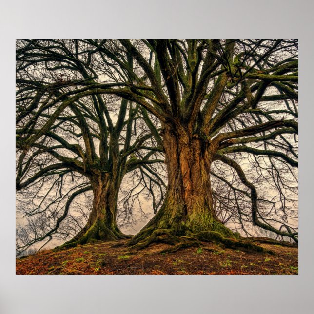 Old Oak Tree in Winter Poster (Vorne)
