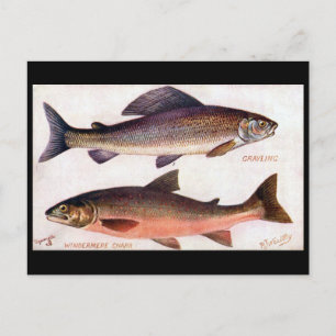 Old Postcard - Grayling & Windermere Charge Postkarte