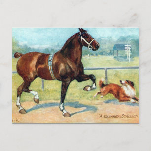 Old Postcard - Hackney Hallion Postkarte