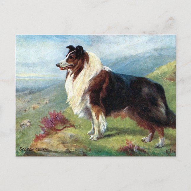 Old Postcard - Scotch Collie Postkarte (Vorderseite)