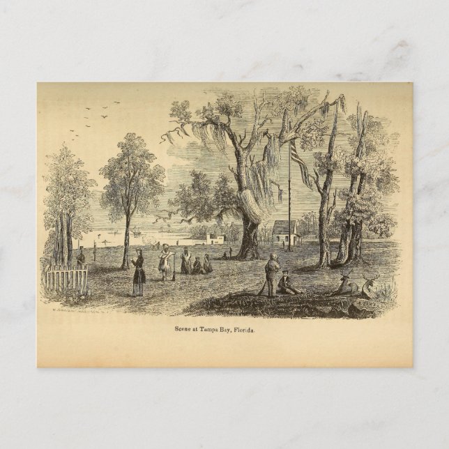 Old Tampa Bay Postkarte (Vorderseite)