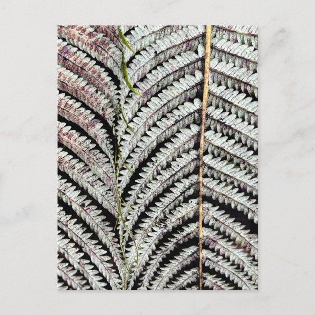 Old Tree Fern Frond Postkarte (Vorderseite)