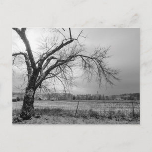 Old Winter Tree Graustufen Postkarte