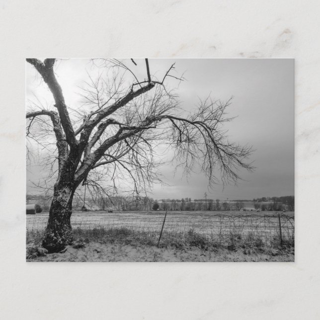 Old Winter Tree Graustufen Postkarte (Vorderseite)