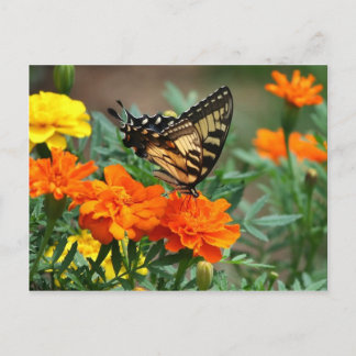 Old World Frack Butterfly Papilio Machaon Postkarte
