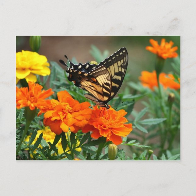 Old World Frack Butterfly Papilio Machaon Postkarte (Vorderseite)