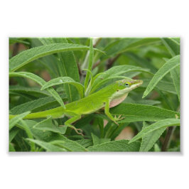 Old World Lizard alias Chameleon Fotodruck