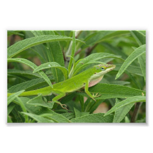 Old World Lizard alias Chameleon Fotodruck