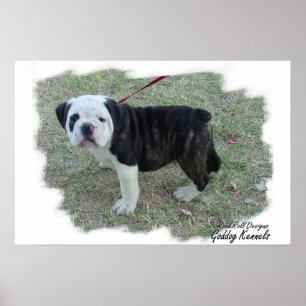Olde Englisch Bulldogge Welpe Poster