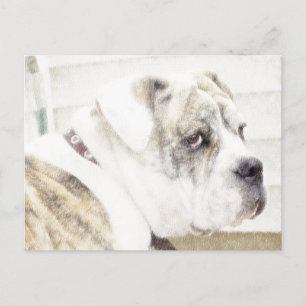 Olde English Bulldogge Postkarte