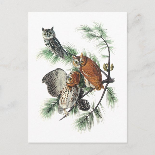 Oldtimer von Audubon Postkarte (Vorderseite)