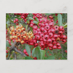 Oleander Berries Décembre OBX Carte postale