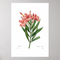 Oleander