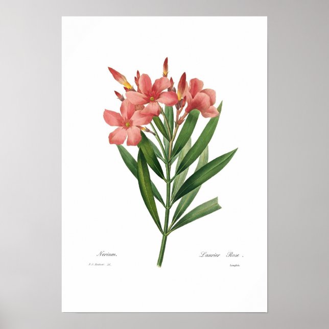 Oleander Poster (Vorne)