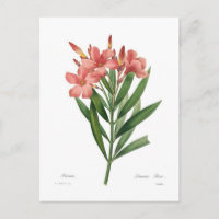 Oleander