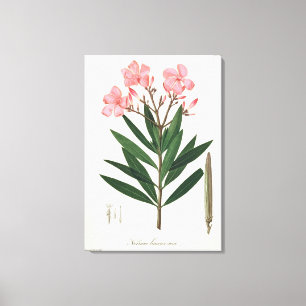 Oleander von "Phytographie Medicale" durch Leinwanddruck