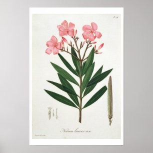 Oleander von "Phytographie Medicale" von Joseph Ro Poster
