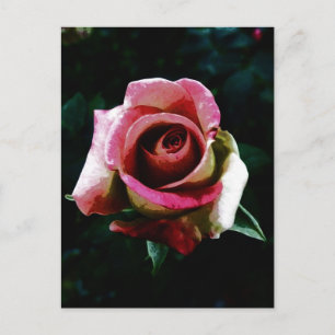 Ölgemalte Rose Feiertagspostkarte