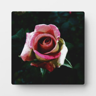 Ölgemalte Rose Fotoplatte