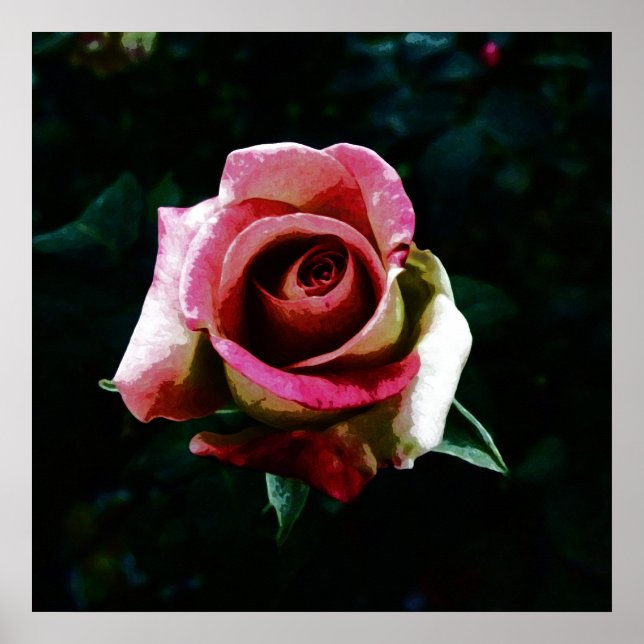 Ölgemalte Rose Poster (Vorne)
