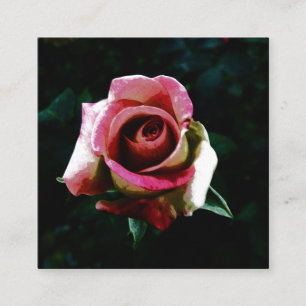 Ölgemalte rote Rose Begleitkarte