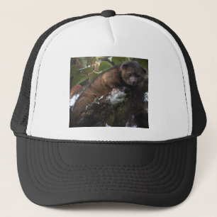 Olinguito (Bassaricyon neblina) neues Säugetier Truckerkappe