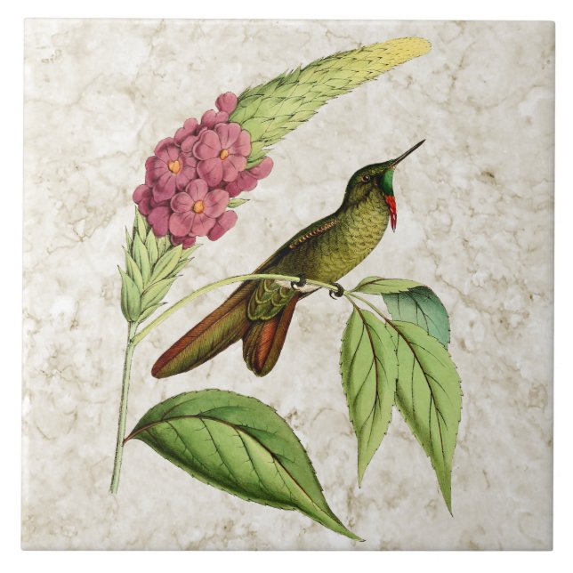 Olivaceous Thornbill Vintager Kolibri Fliese (Vorderseite)