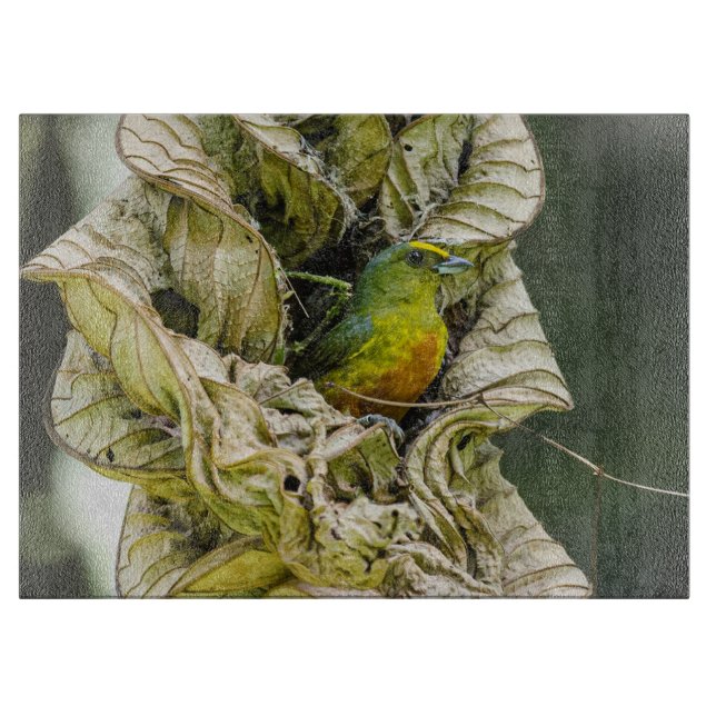 Olive Backed Euphonia, Wildlife Aviary Fotografy Schneidebrett (Vorderseite)
