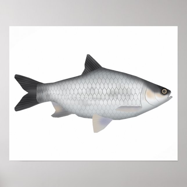 Olive Barb Poster (Vorne)