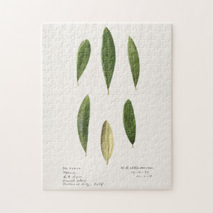 Olive Blätter (Olea Europaea) Aquarellmalerei