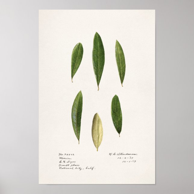 Olive Blätter (Olea Europaea) Aquarellmalerei Poster (Vorne)