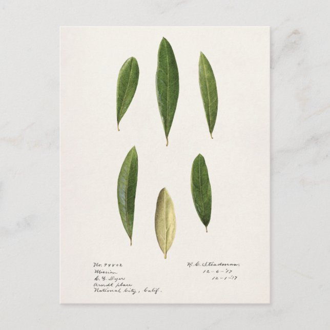 Olive Blätter (Olea Europaea) Aquarellmalerei Postkarte (Vorderseite)