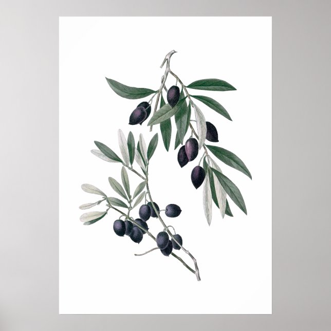 Olive Fastenposter Poster (Vorne)