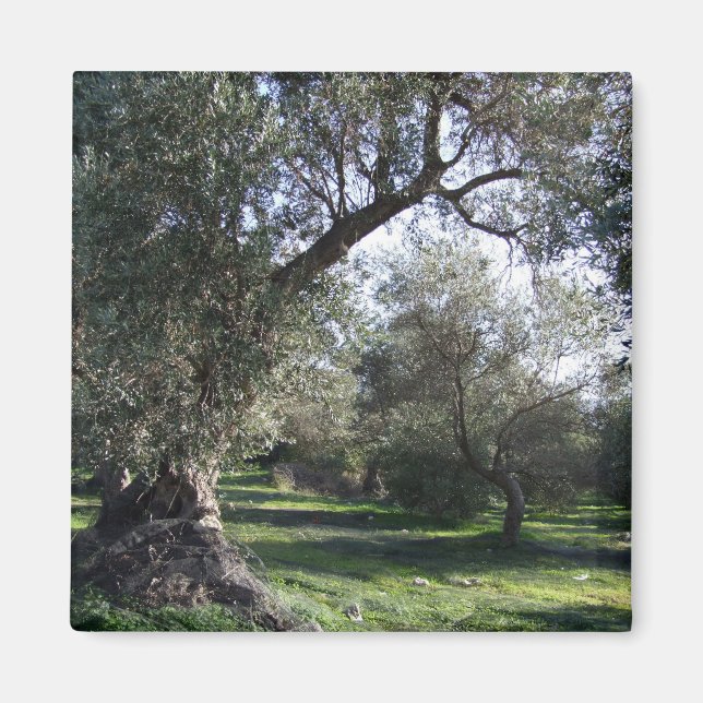 Olive Grove Greece Magnet (Vorne)