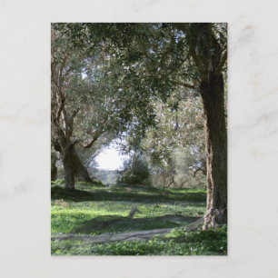 Olive Grove Postcard Postkarte